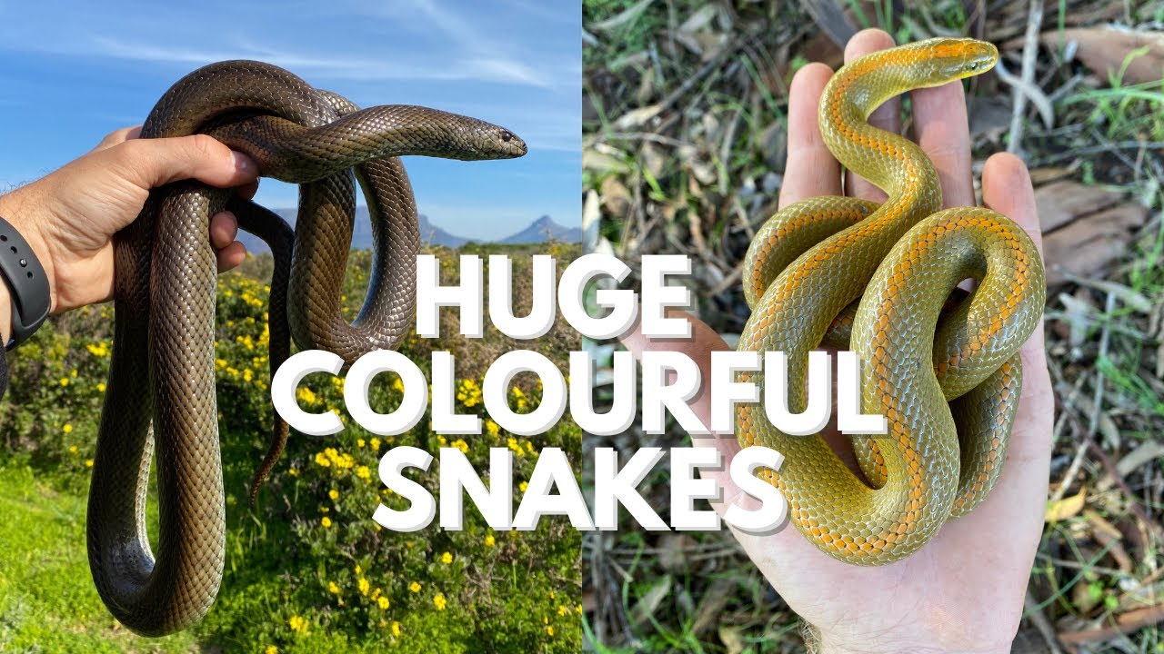 HUGE MOLE SNAKES, MONSTER AURORA HOUSE SNAKE AND MORE!