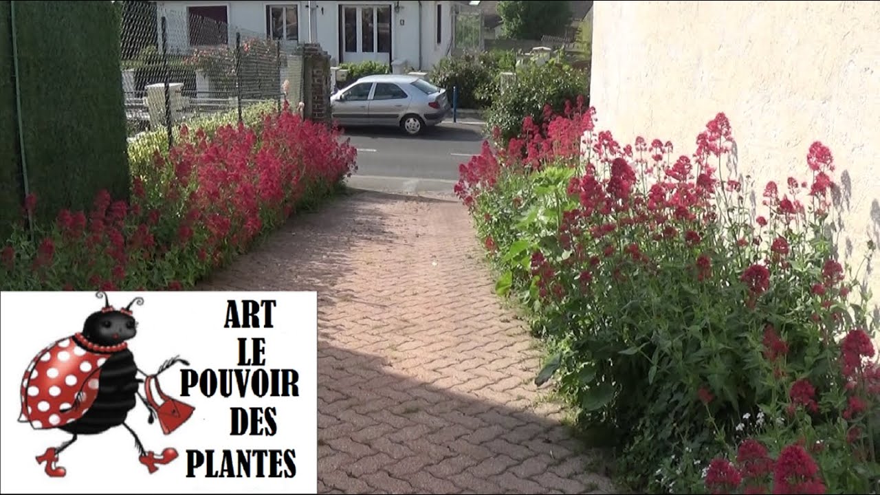 Tuto jardin :Taille et entretien: Valeriane centranthus ruber: Plante vivace