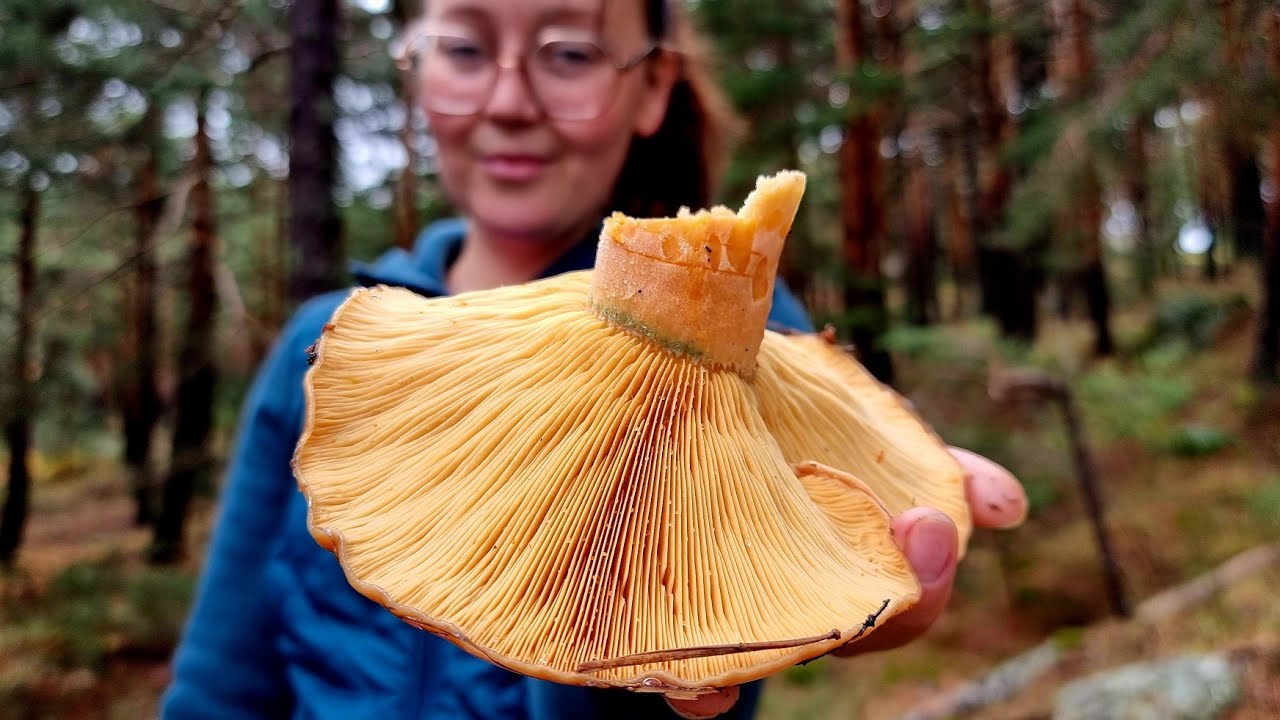 N&iacute;scalos enormes XXL diluvio de N&iacute;scalos🍄, Espectacular!!!