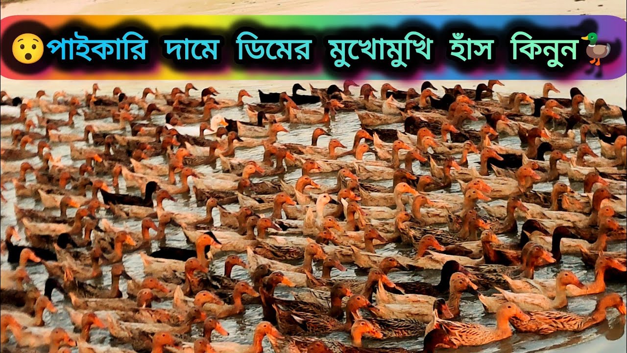 পাইকারি দামে ডিমের মুখোমুখি হাঁস কিনুন🦆 