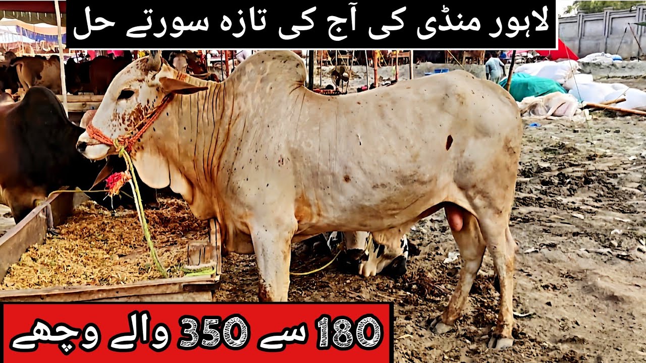 Manawa mandi lahore 2025 | Cow mandi lahore 2025 | Sahiwal cholostani bachre | Bakra mandi pakistan