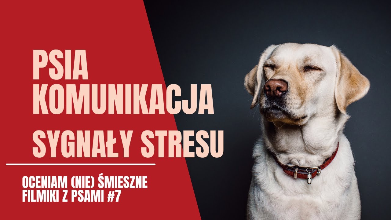 Psia komunikacja - sygnały stresu | Oceniam (nie)śmieszne filmiki z psami #7