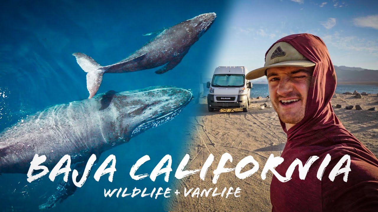 3 Months Filming Wildlife in Baja California (Van Life Mexico Year 2)