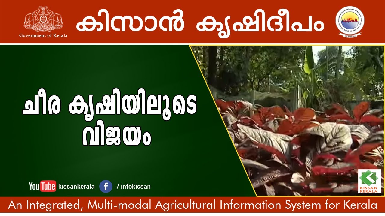 Cultivation of Amaranthus (Cheera) -  episode - 630