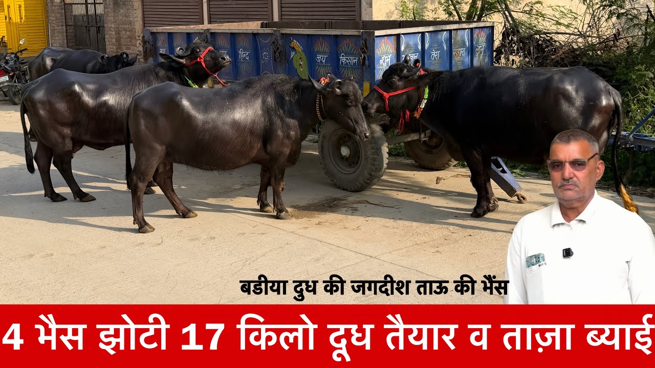 4 भैस झोटी 17 किलो दूध तैयार नीचे कटीया व ताज़ा ब्याई Jagdish Dairy farm भटगाँव सोनीपत ✅