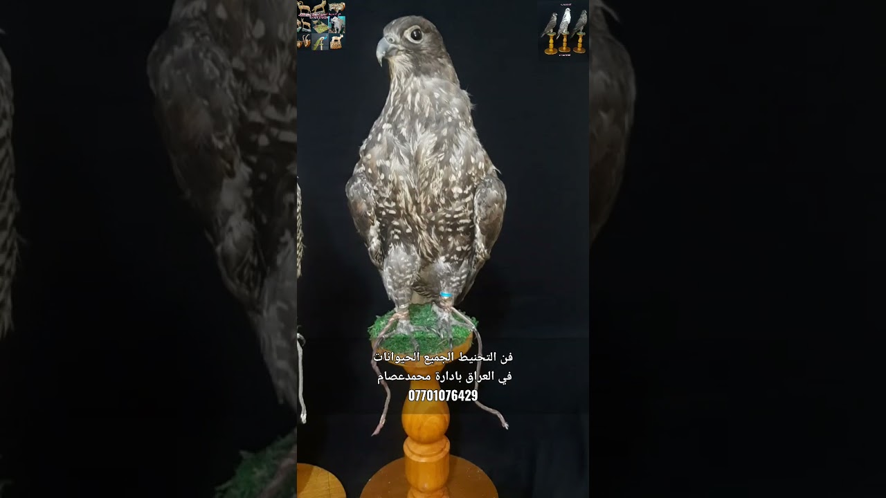 تحنيط الصقور