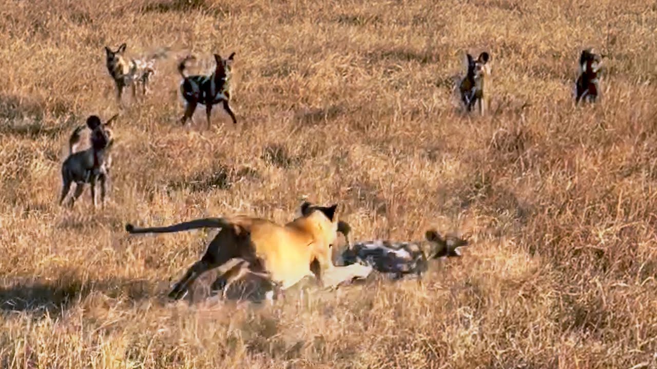 WILD DOGS DISTRACT LION TO SAVE CAUGHT PACK MEMBER