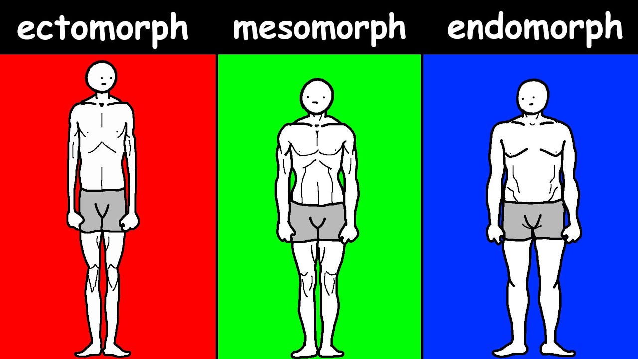 Find Your TRUE Body Type &ndash; Ectomorph, Mesomorph, or Endomorph