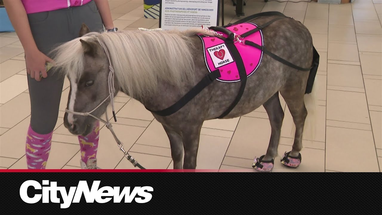 YVR introduces therapy ponies