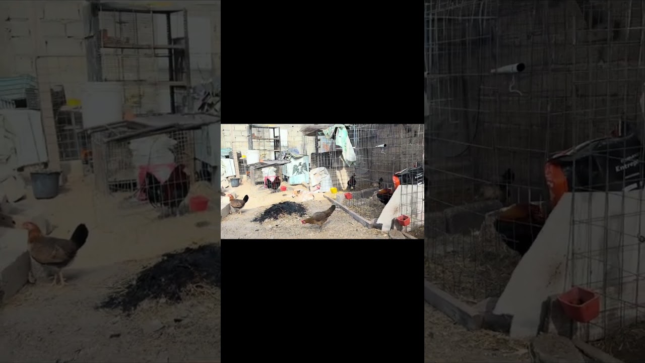 Manejo de pollos los 1er día de vida de los pollos #viral  #fypシ  #gallos #viralvideo 