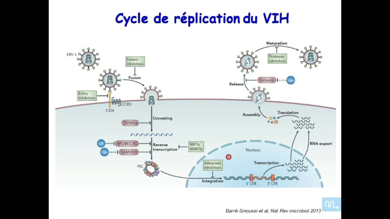 immunologie de l'infection VIH  partie 1