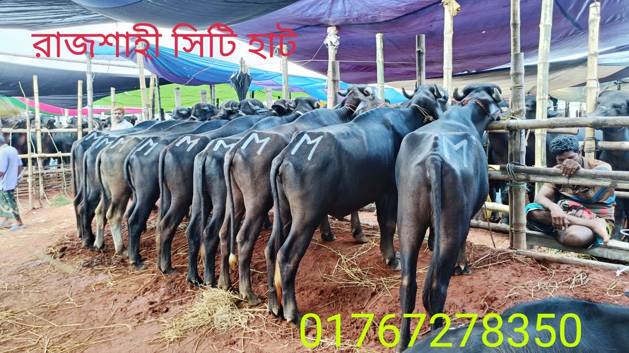 রাজশাহী সিটি হাট মহিষের বাজার 