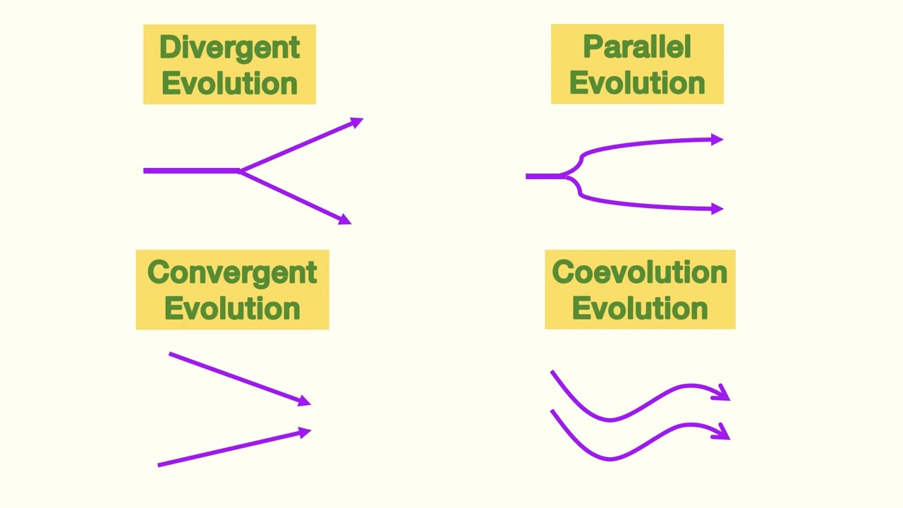 QCE Biology unit 4 - Patterns of Evolution and Extinction