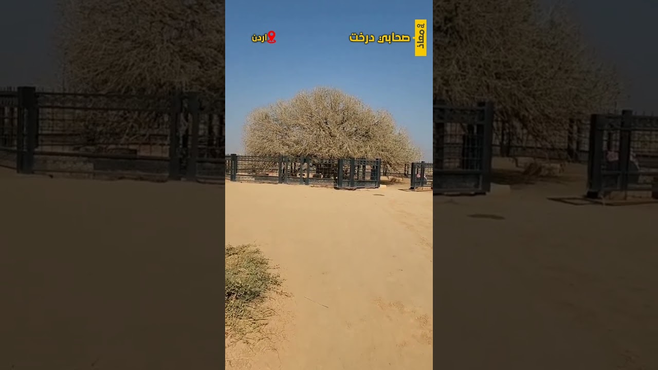 Sahabi Tree | 14 Years old Sahabi Tree #shorts