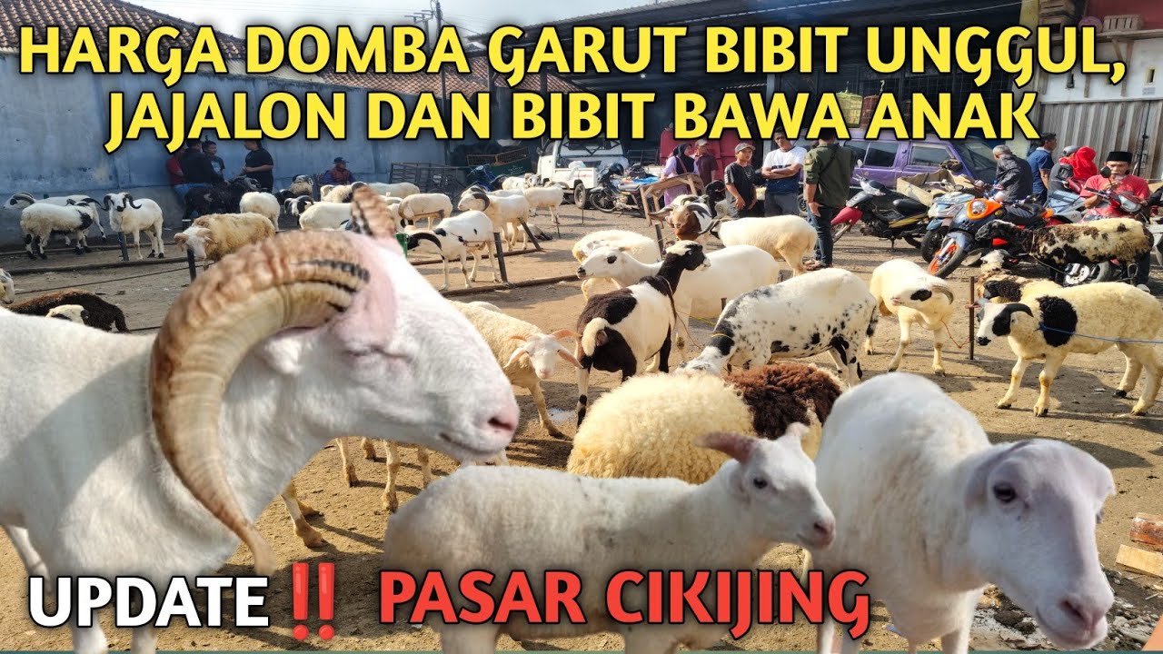 UPDATE‼️HARGA DOMBA GARUT BIBIT UNGGUL, JAJALON DAN BITNAK