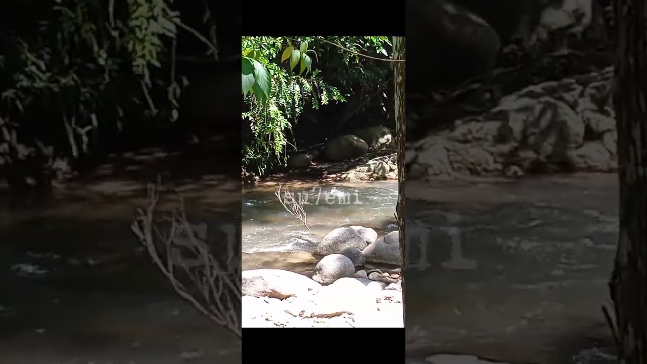 Santuari Ikan Sungai Chiling, Kuala Kubu Bharu, Selangor, Malaysia. #permit