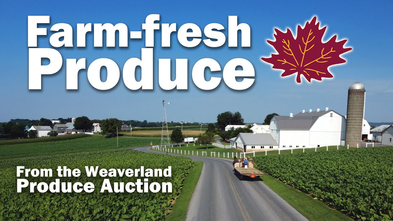 How Shady Maple Gets Farm-Fresh at Weaverland Produce Auction