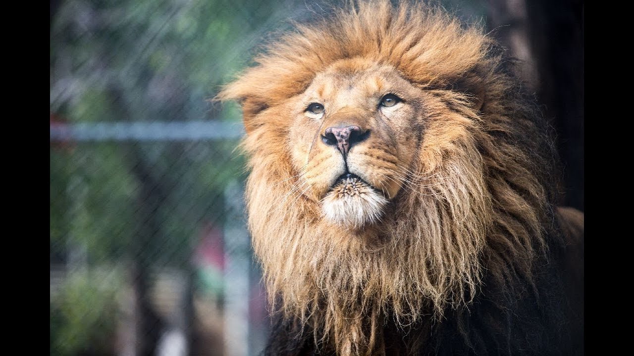 Cats of the Wildlife Waystation