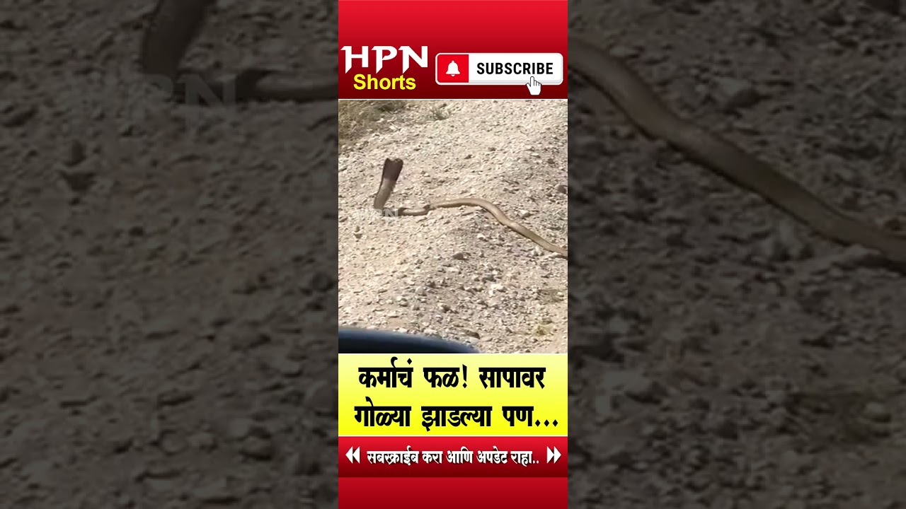 कर्माचं फळ! | HPN MARATHI NEWS | #shorts #short #shortvideo #shortsvideo #snake #snakevideo