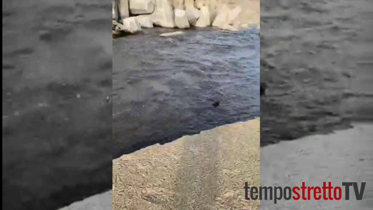 #aGioiaTauro, #ReggioCalabria le orrende condizioni di inquinamento del fiume Budello