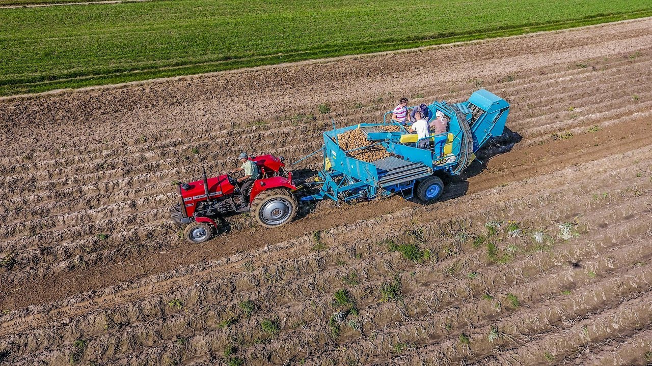 Kopanie Ziemniaków 2017 II MF255 & ANNA II DJI Phantom 4 II Potato Peeling 2017