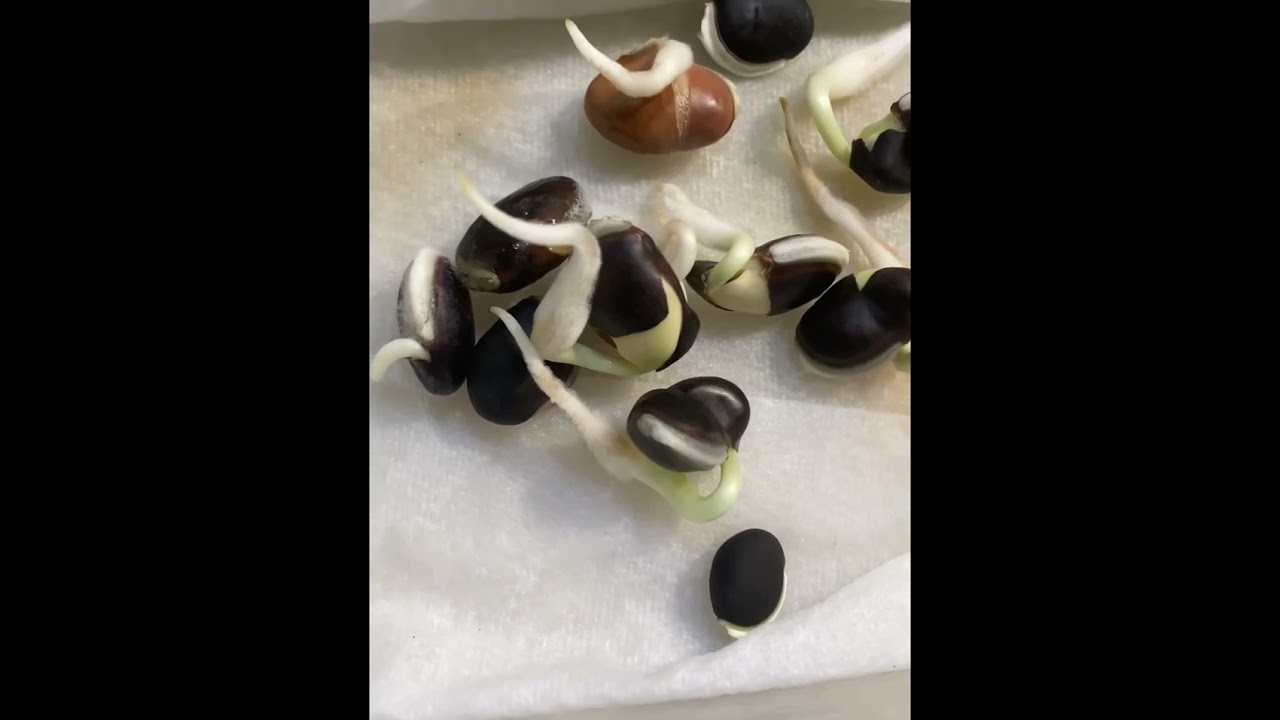 Fast simple way to germinate hyacinth beans seeds