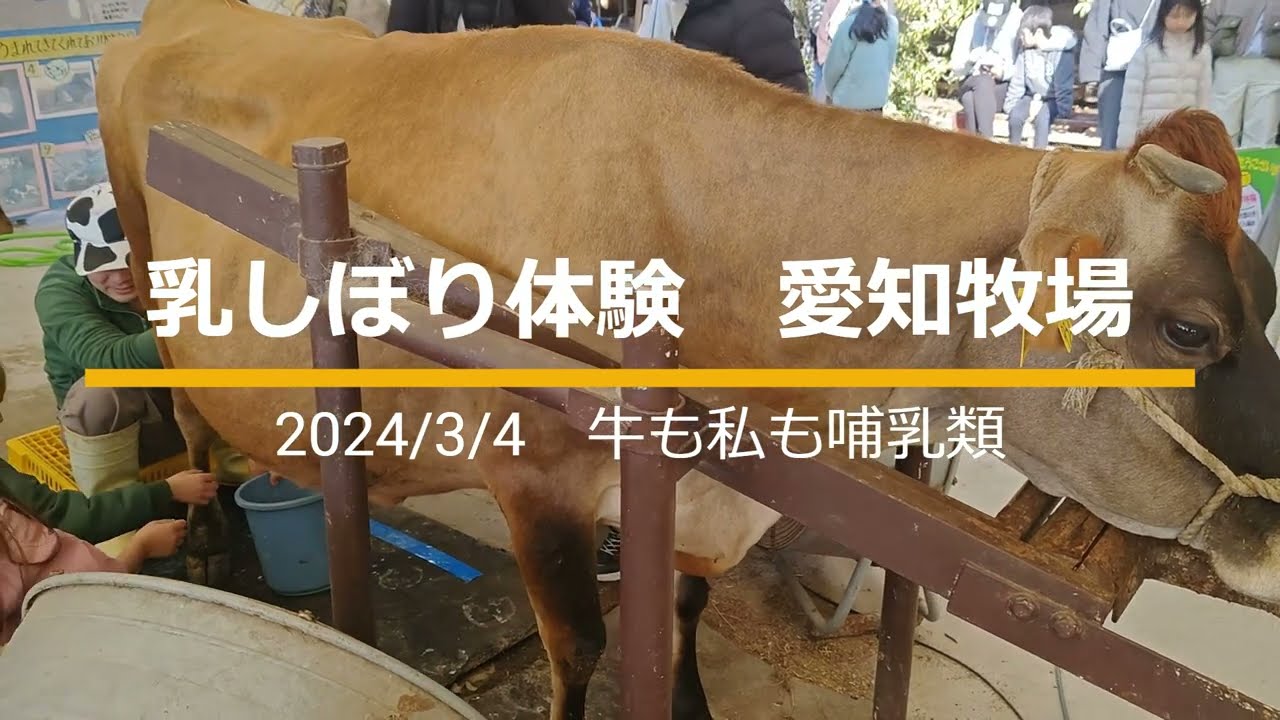 乳しぼり体験  　　#愛知牧場