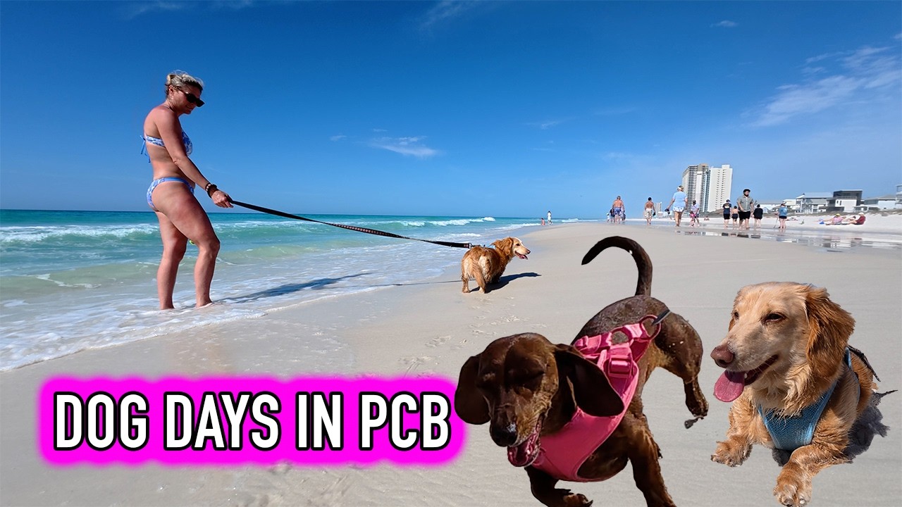 Идеальный пляжный день в PCB 🌊 Пляж для собак, чистая вода и фотографии в золотой час.