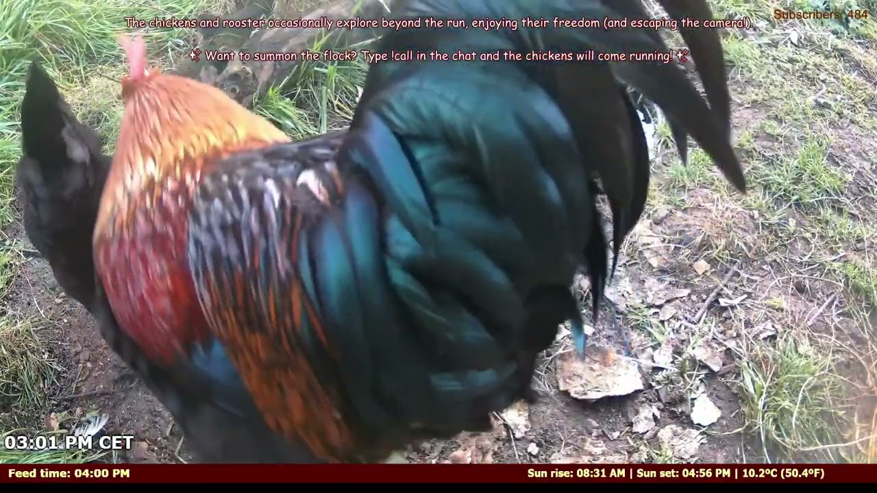 हाईटेक मुर्गी पालन: AI फीडर + दुर्लभ नस्लें 🐓⚡