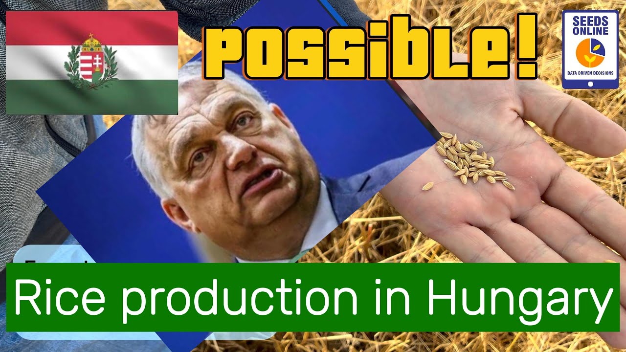 Rice production Hungary Mezotur 2025 Harvest Rice soil tillage ploughing and straw burning