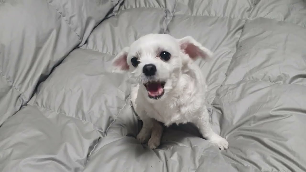 몽이껌 황태