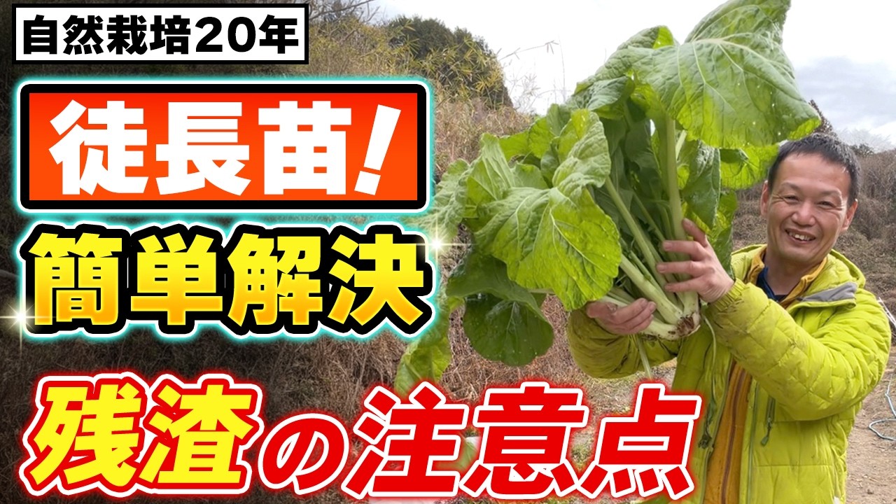 【自然栽培423】徒長苗は、簡単に解決できるよ！残渣の注意点！