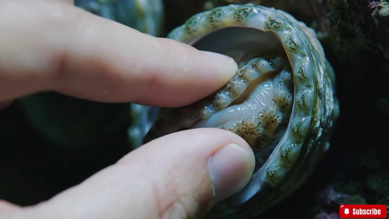 🔴 ASMR | How to Clean Abalone Perfectly | A Satisfying Deep Clean Seafood Tutorial