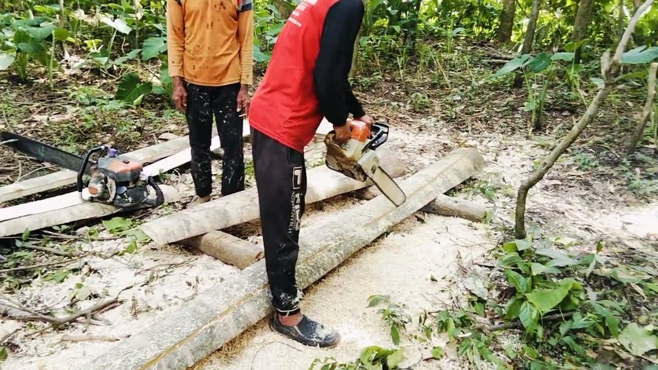 vlog di desa belah kayu gemlina gergaji mesin chainsaw!
