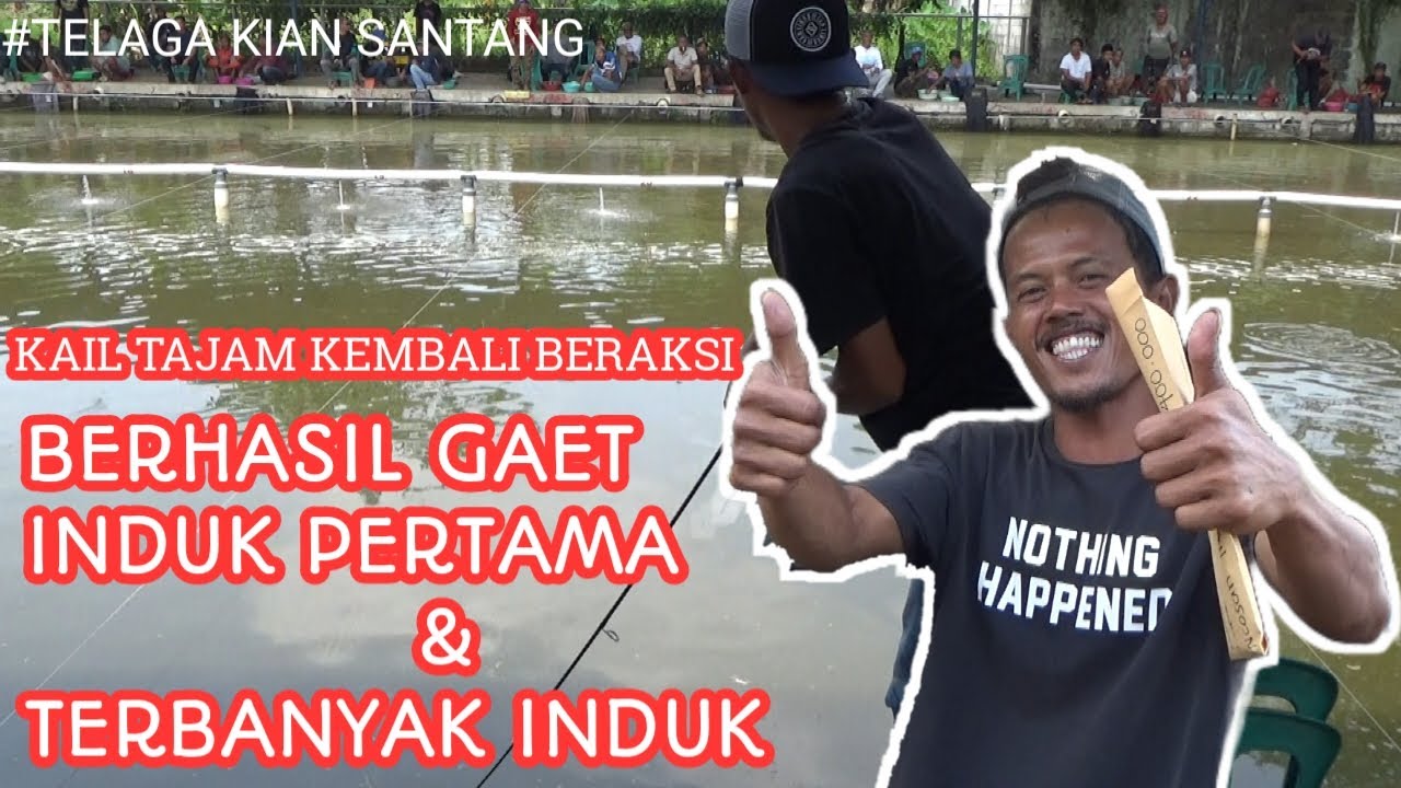 KAIL TAJAM KEMBALI BERAKSI | GAET INDUK PERTAMA & TERBANYAK INDUK