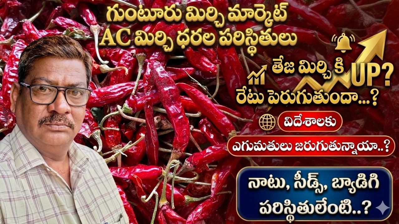 గుంటూరు మార్కెట్ AC మిర్చి ధరల పరిస్థితులు|తేజ మిర్చి ధర పెరుగుతుందా.|విదేశాలకి ఆర్డర్లు వస్తున్నాయా