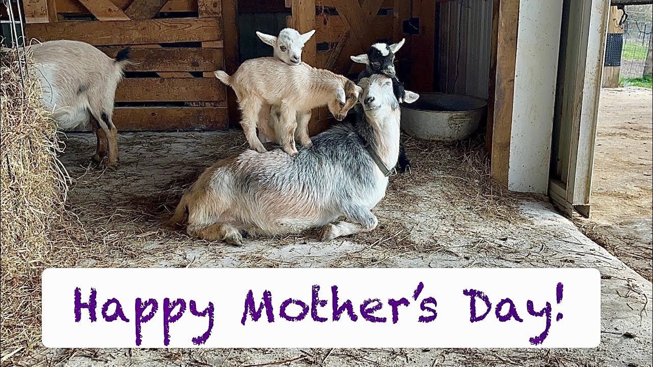 Happy Mother’s Day! | Just baby goats! | A special goat is back in the barn!
