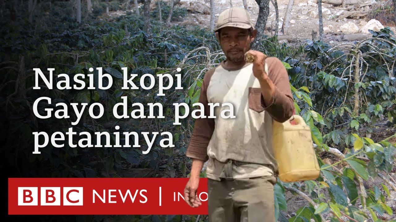 Petani kopi Gayo di Aceh bertahan hidup usai kebunnya rusak dihantam bencana Sumatra