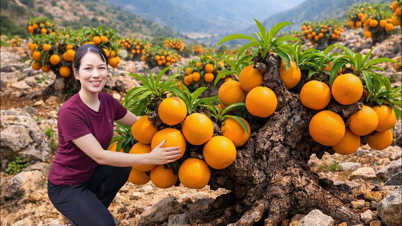 Harvesting Rare Royal Oranges | Desserts for Lavish Parties
