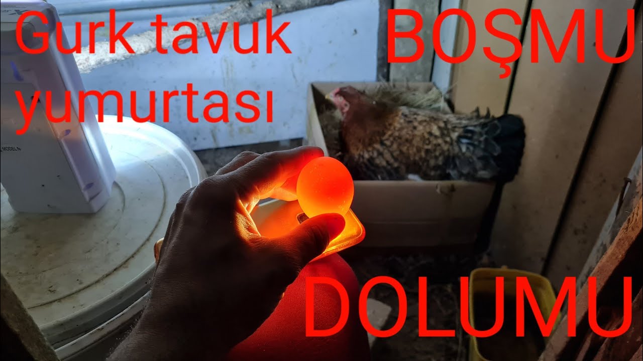 GURK TAVUK KULUÇKA YUMURTASI DOLUMU BOŞMU KONTROLU. GURK TAVUK KULUÇKA DÖNEMİ