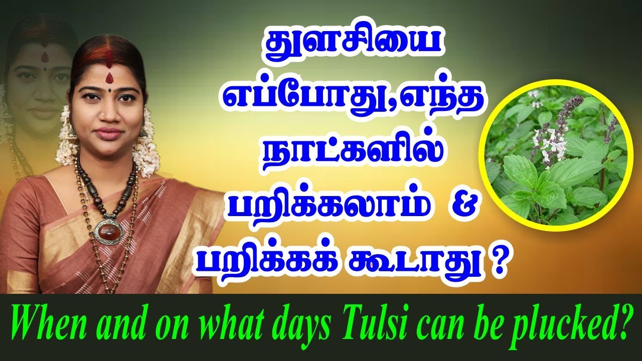 துளசியை எப்போது,எந்த நாட்களில் பறிக்கலாம்&பறிக்கக்கூடாது|When and on what days tulsi can be plucked?