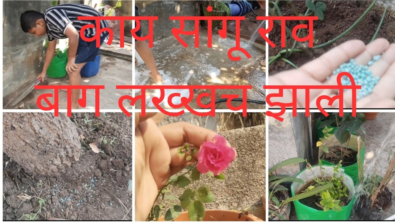 आमची बाग केली लख्ख🪴 बागकाम|घरच्या बागेची  स्वच्छता रोपाची खास काळजी खते झाडाची छाटणी 🌳🌺 