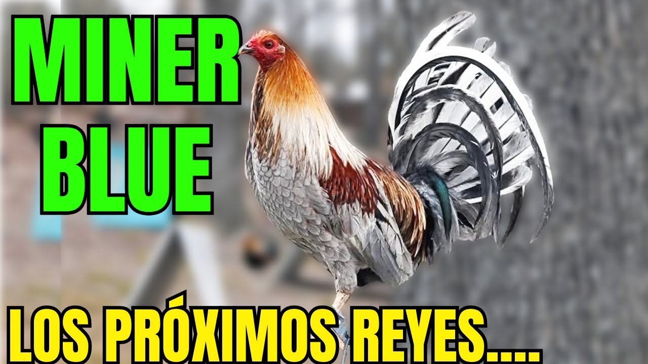MINER BLUE.... LOS PROXIMOS REYES