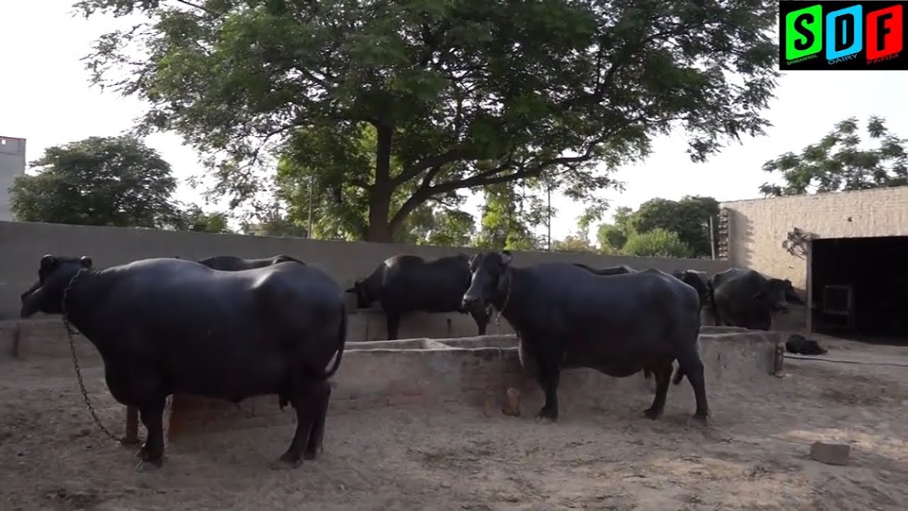 For sale Whole Murrah Buffalo Farm. Winner of 80 different championship