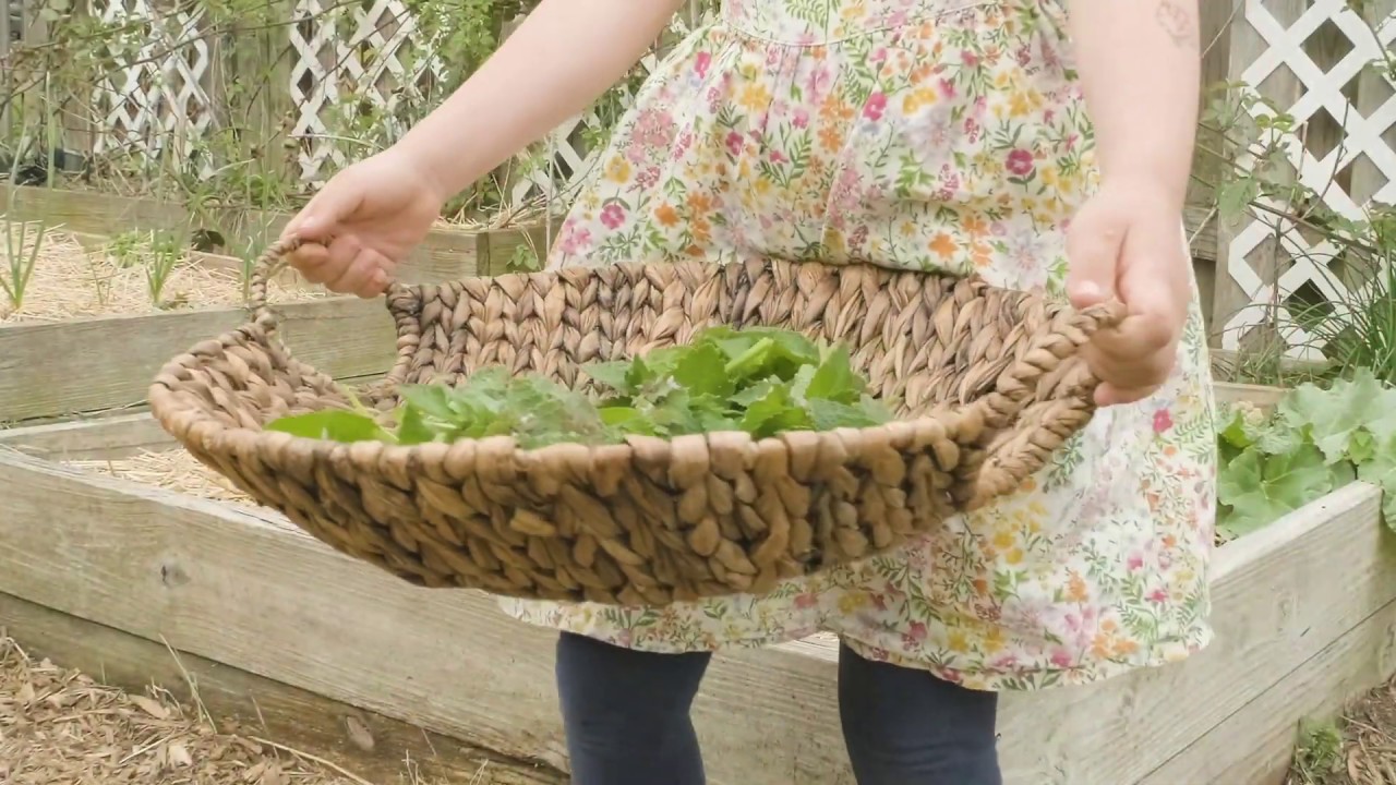 How to Gather and Make Dead Nettle Pesto (ft. 