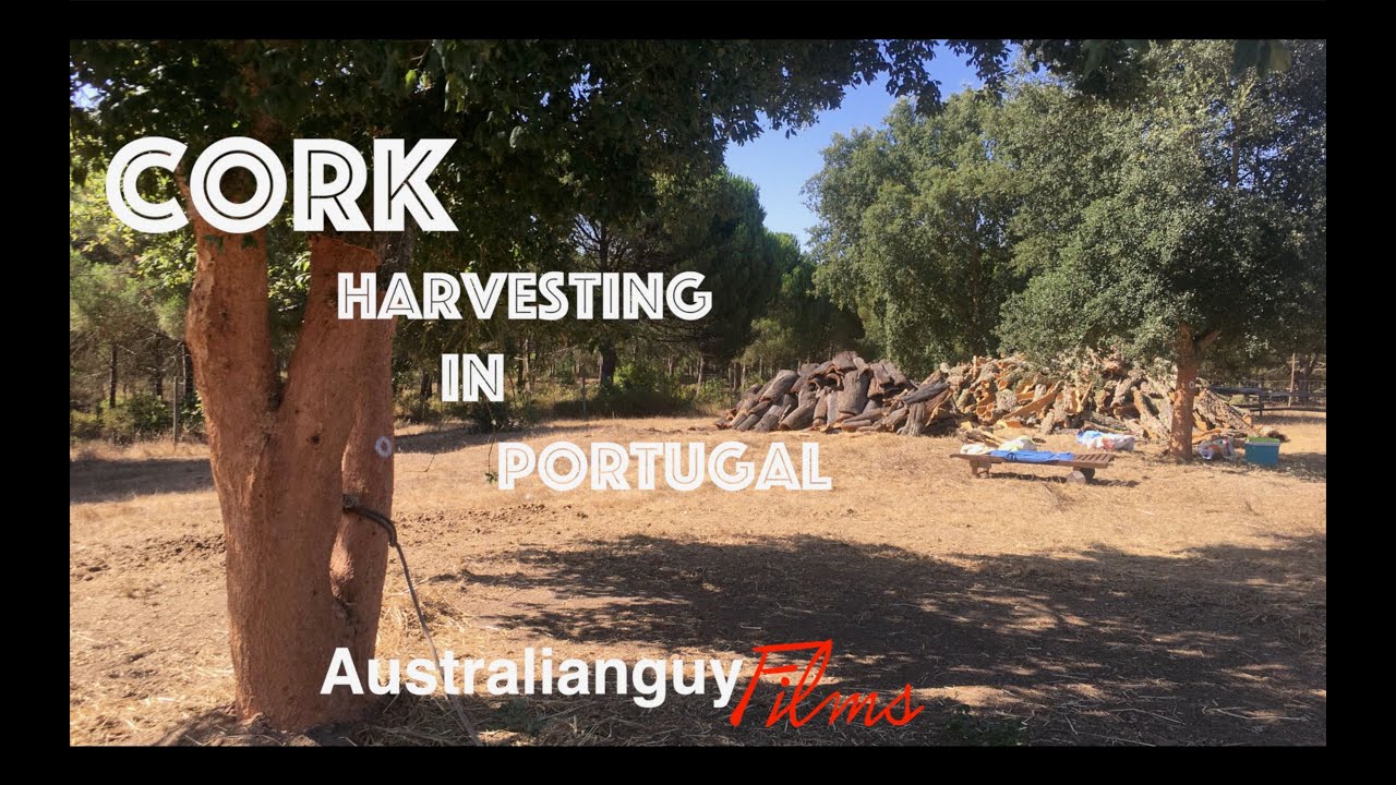 Cork Harvesting in Portugal
