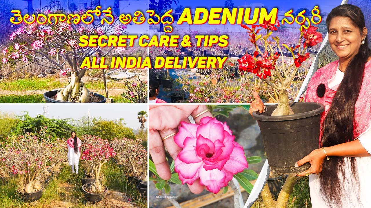 🔴Biggest Adenium Nursery in Telangana | Secret Care Tips & Grafting Guide | Starting from ₹200