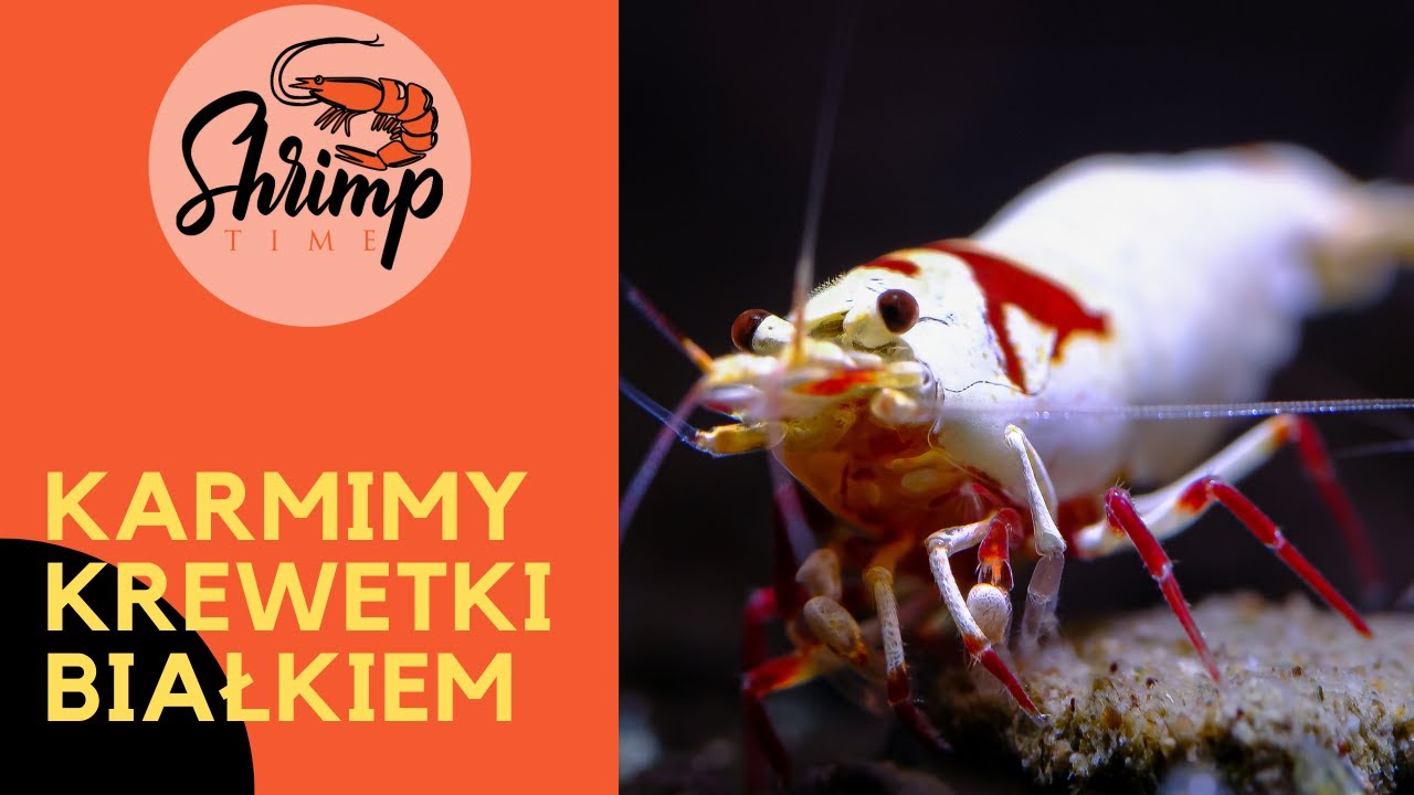 Czym karmić krewetki akwariowe Caridina i Neocaridina? - Larwa Ochotki