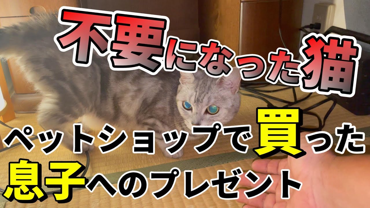 ペットショップで買った息子へのプレゼント（前編）：７２６