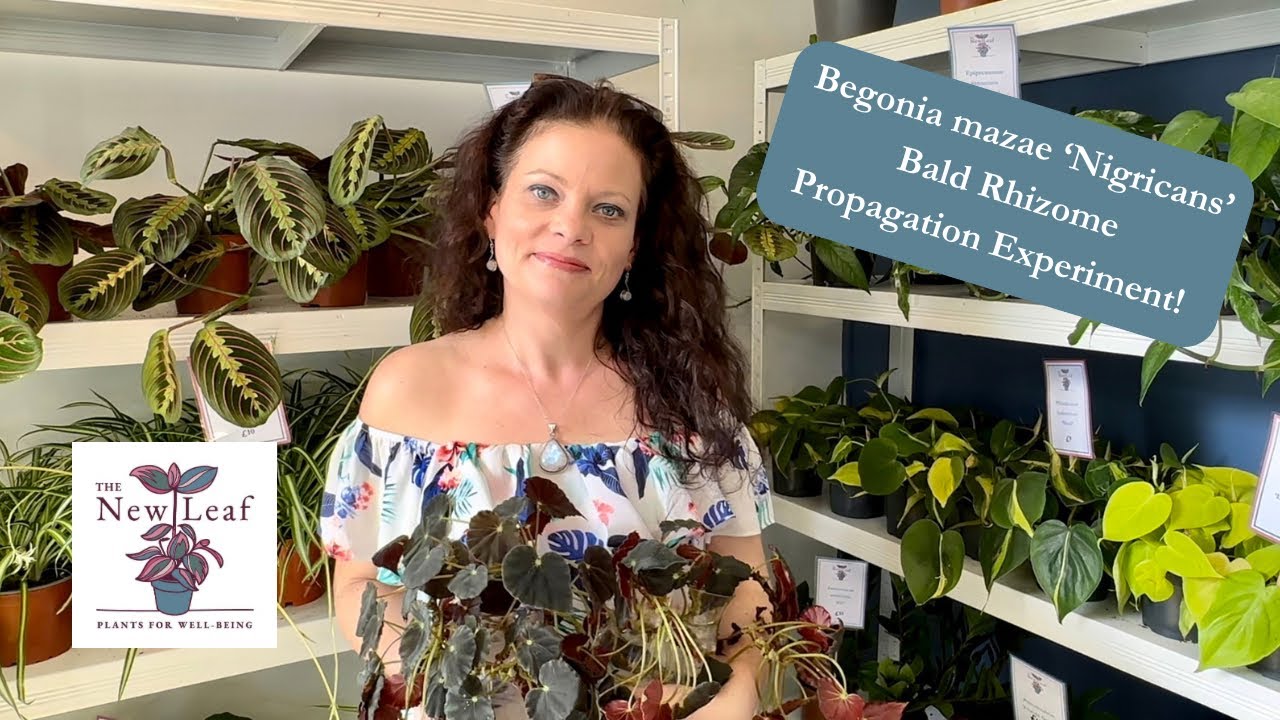 Begonia mazae ‘Nigricans’ bald rhizome PROPAGATION EXPERIMENT!